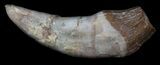 Archaeocete (Primitive Whale) Tooth - Basilosaur #36142-1
